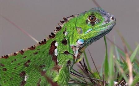 iguana verde