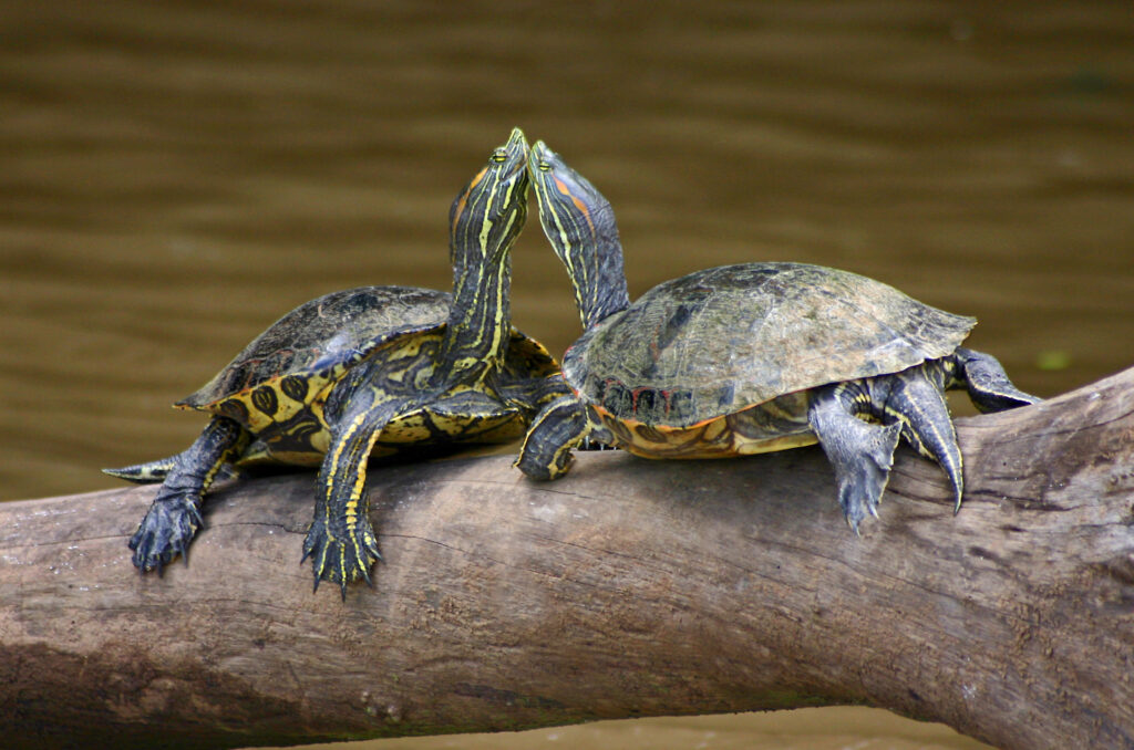 reproduccion tortugas