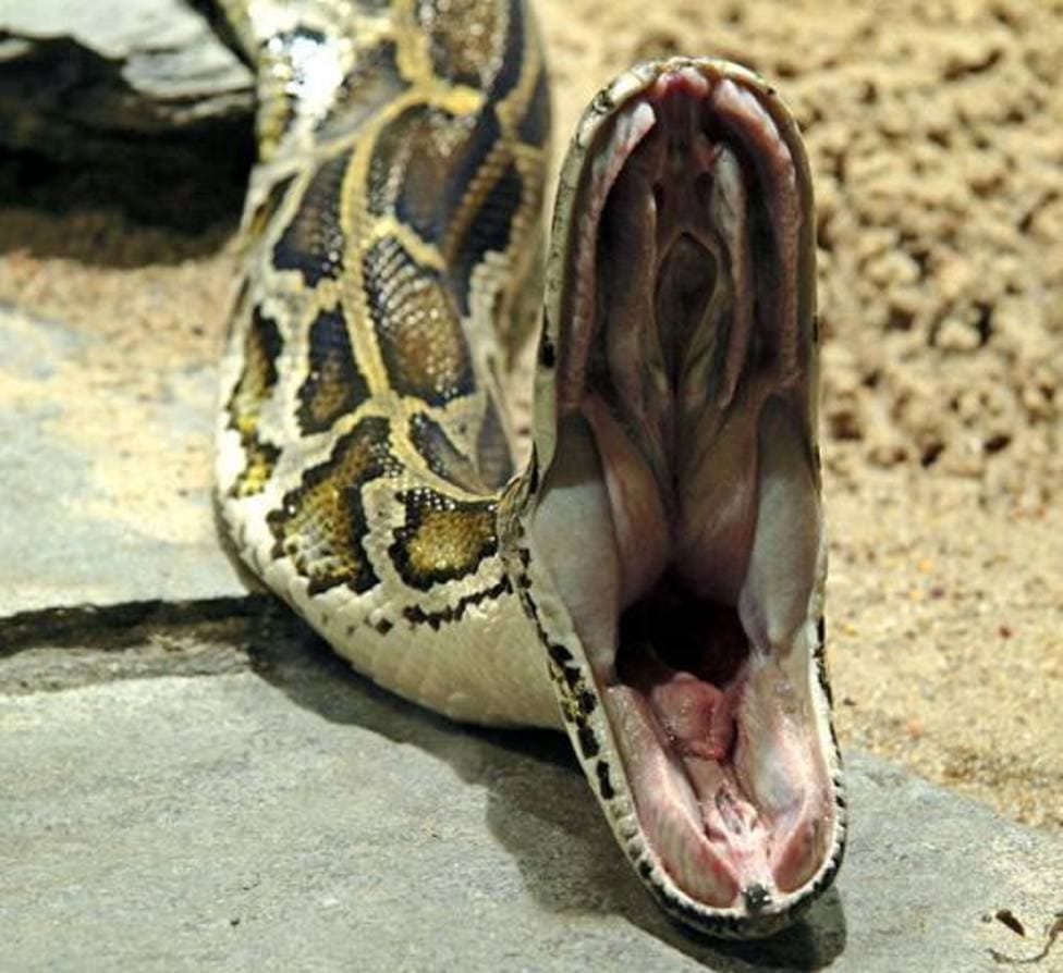 serpiente piton abriendo la boca
