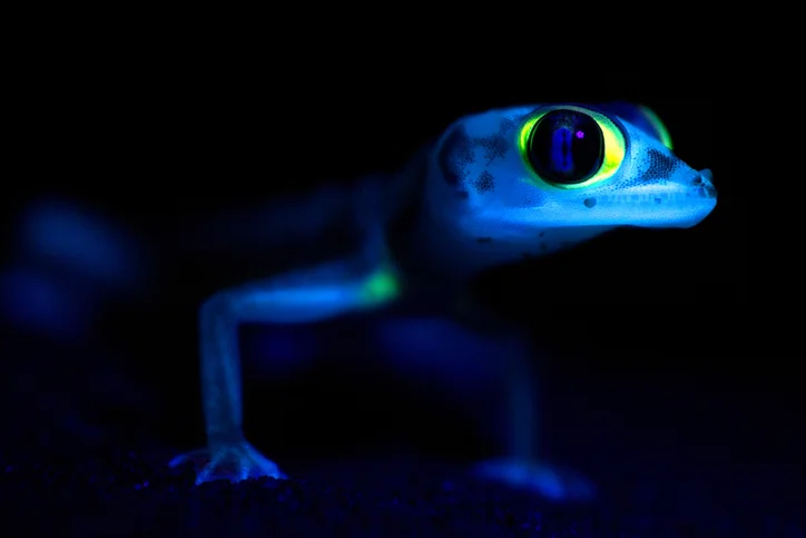 gecko fluorescente