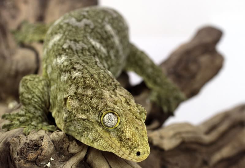 gecko gigante de nueva caledonia