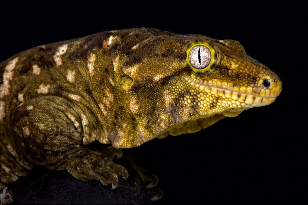 gecko-grande-cabeza