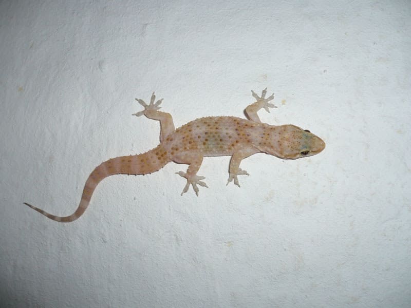 gecko salamanquesa rosada