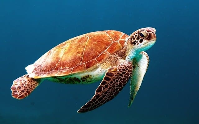 tortuga carey en el mar